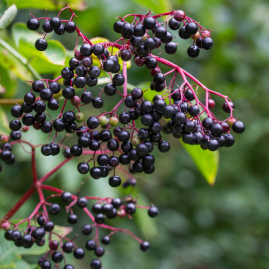 Natural Pharmaceuticals ImuBerin Egy mosolygós, érett pár ölelkezik egy fa alatt egy őszi napon.