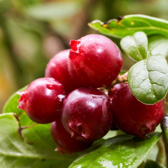 Natural Pharmaceuticals ImuBerin áfonya bogyók egy bokron.