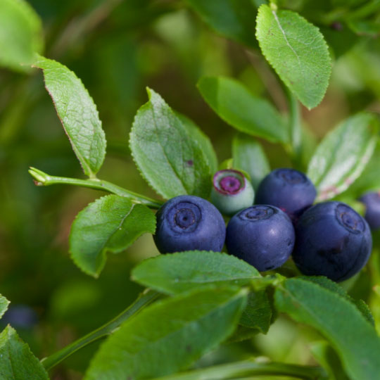 Natural Pharmaceuticals ImuBerin áfonya bogyók egy bokron.